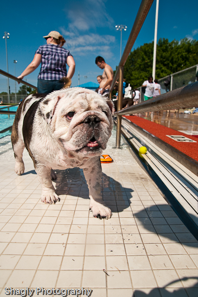Dog-A-Poolooza-12