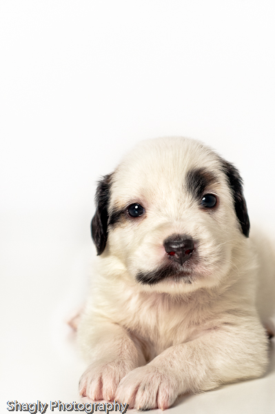 Shagly Photography-6