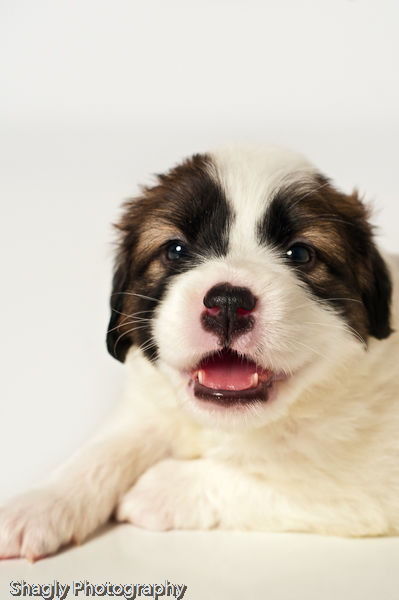 Shagly Photography-7