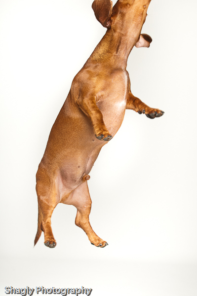 Shagly Photography-10