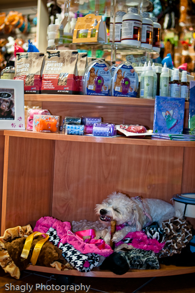 Shagly Photography-11