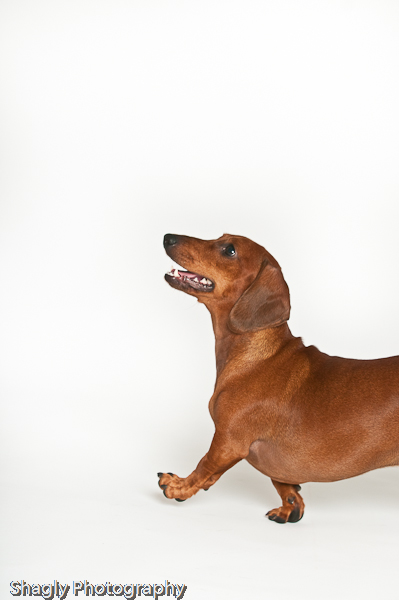 Shagly Photography-7