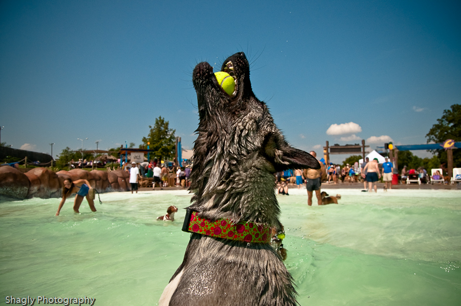 Wags & Waves Shagly Photography