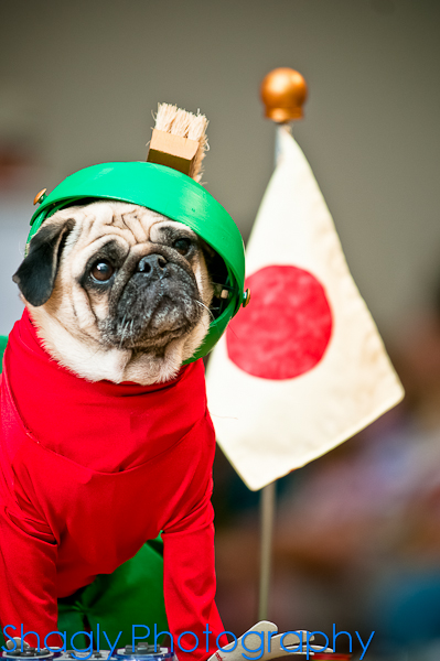 Pug-O-Ween-6