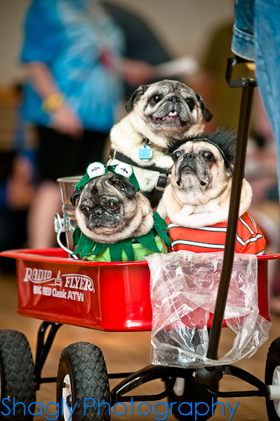 Pug-O-Ween-8