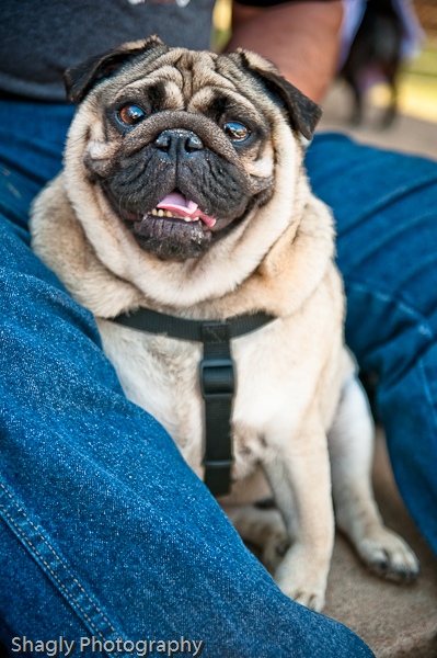 Shagly Photography-6