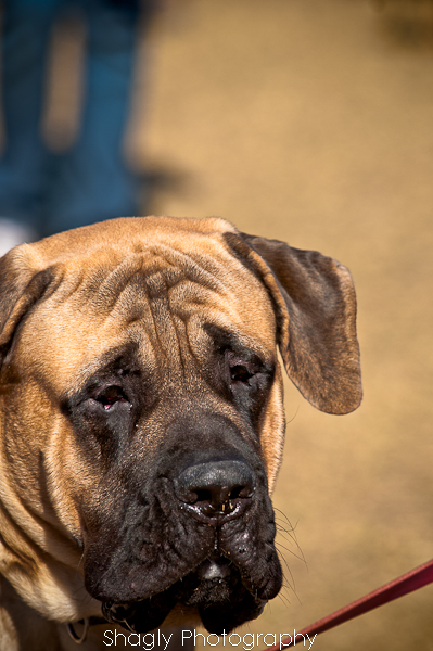 Shagly Photography-10