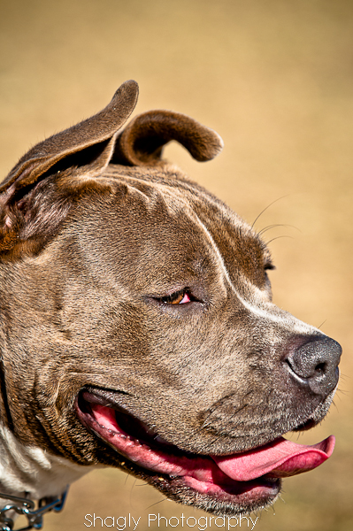 Shagly Photography-15