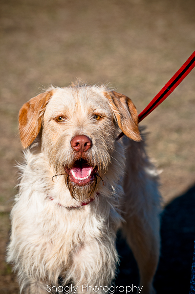 Shagly Photography-16