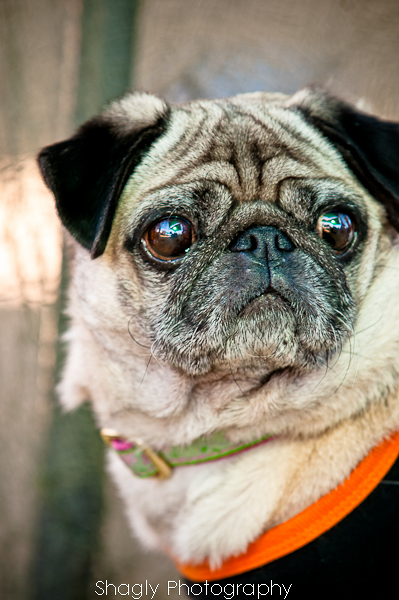 Shagly Photography-9