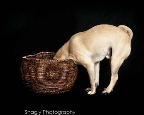 Frankie almost in the Basket