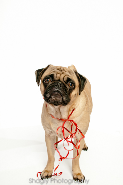 The Saddest Pug in the Land