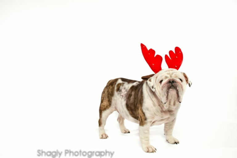 Rudolph the Bulldog