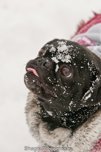 Shagly Photography Snow Day-8