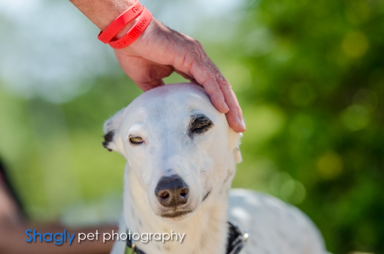 Shagly pet photography-GALT Birthday-6