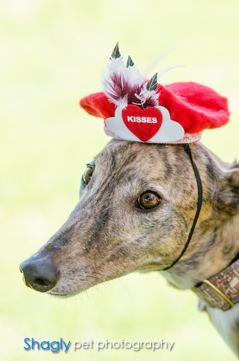 Shagly pet photography-GALT Birthday-7