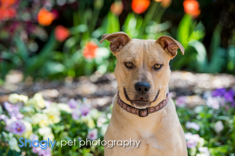 Shagly pet photography-PITC Fosters-3