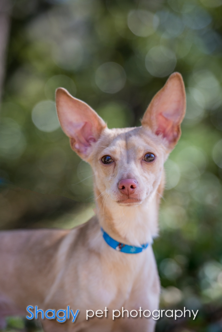 Shagly pet photography-PITC Fosters-6