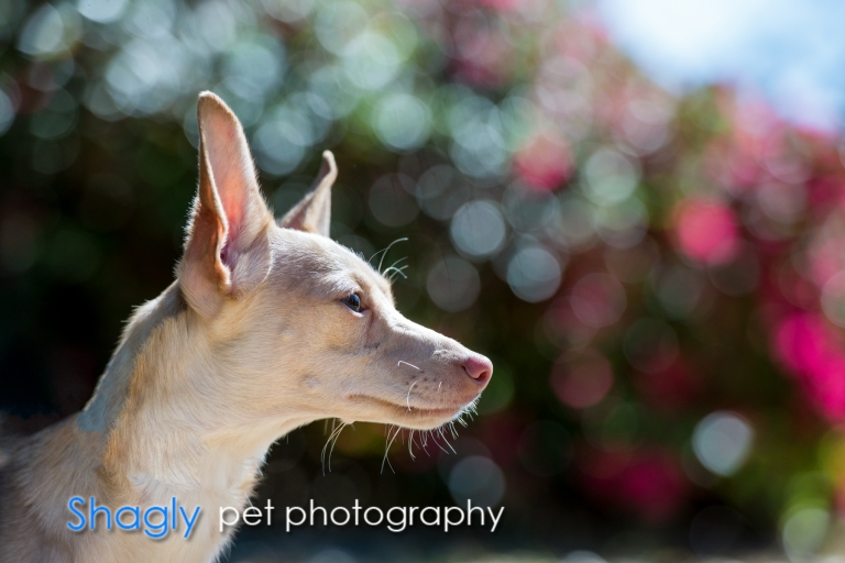 Shagly pet photography-PITC Fosters-7