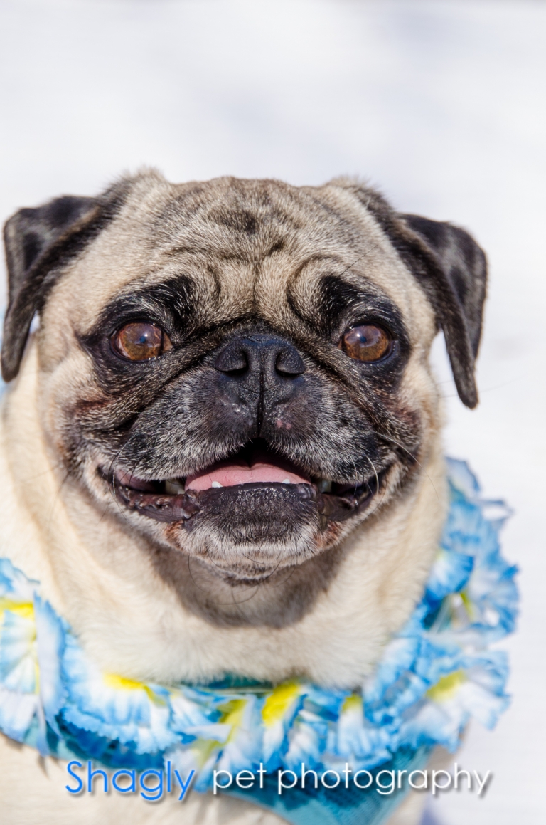 Shagly pet photogrpahy-Pugapalooza-5