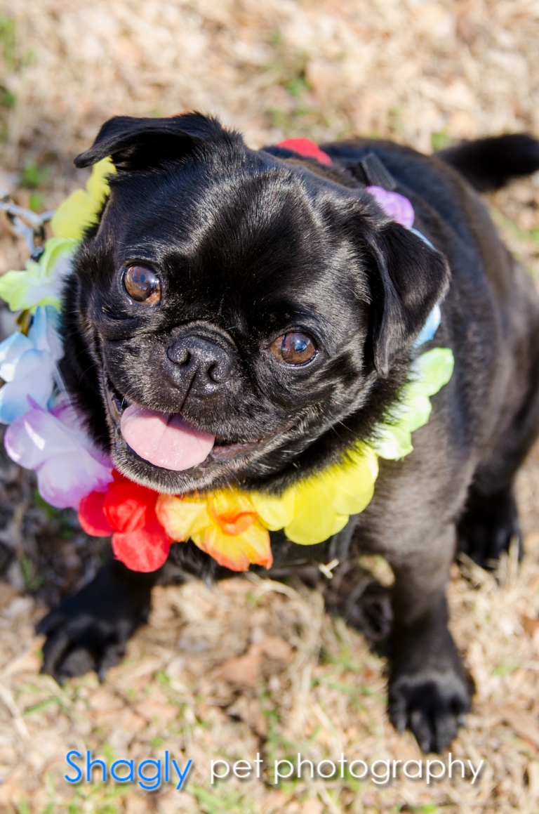 Shagly pet photogrpahy-Pugapalooza-6