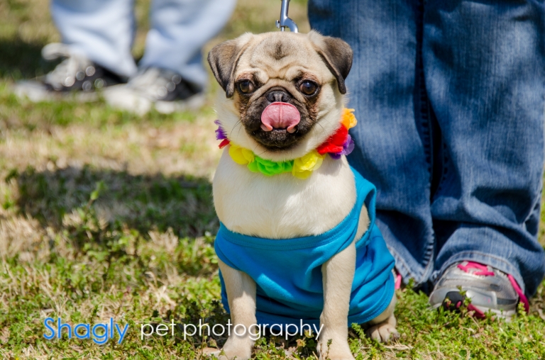 Shagly pet photogrpahy-Pugapalooza-7