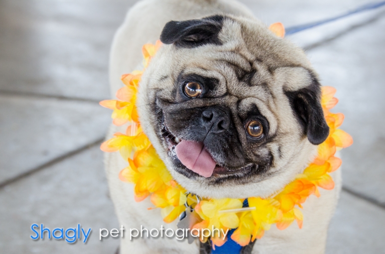 Shagly pet photogrpahy-Pugapalooza-8