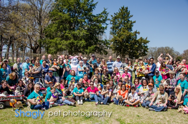 Shagly pet photogrpahy-Pugapalooza-9