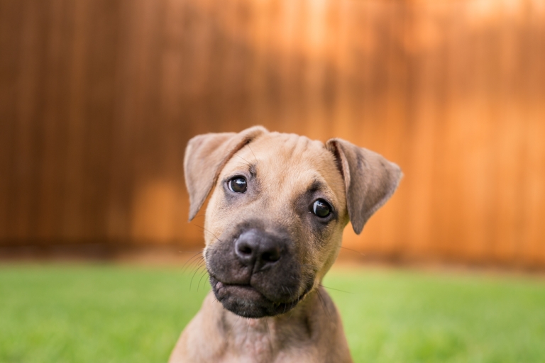 Shagly pet photography-Tiberius and Spock-6