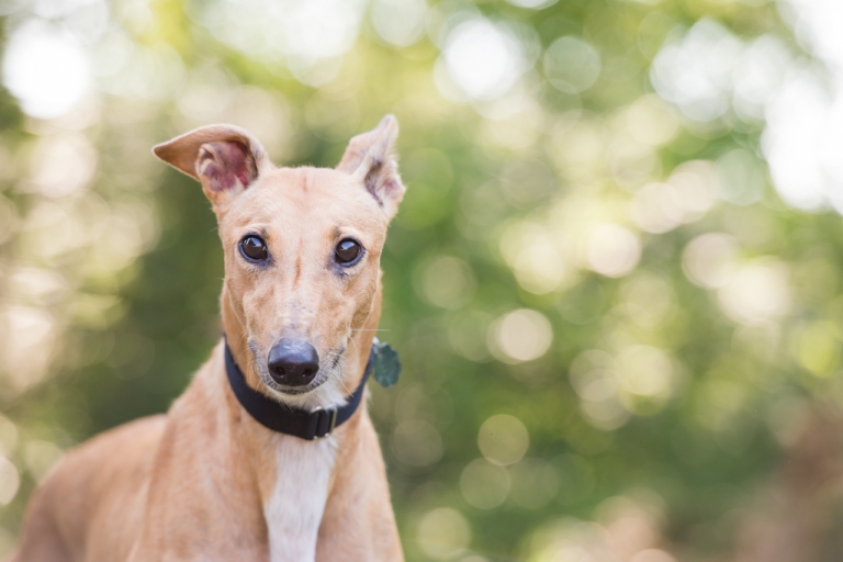 Shagly pet photography-GALT Summer 2-3