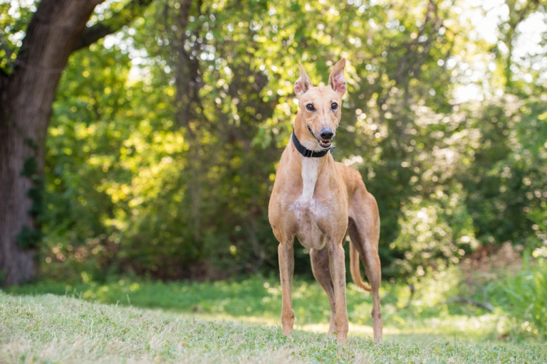 Shagly pet photography-GALT Summer 2-4