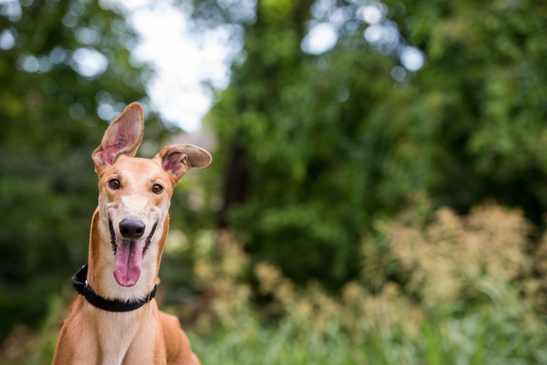 Shagly pet photography-GALT Summer 3-1