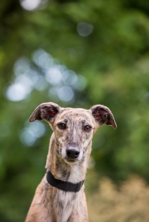 Shagly pet photography-GALT Summer 3-2