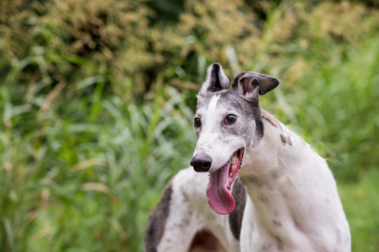 Shagly pet photography-GALT Summer 3-3