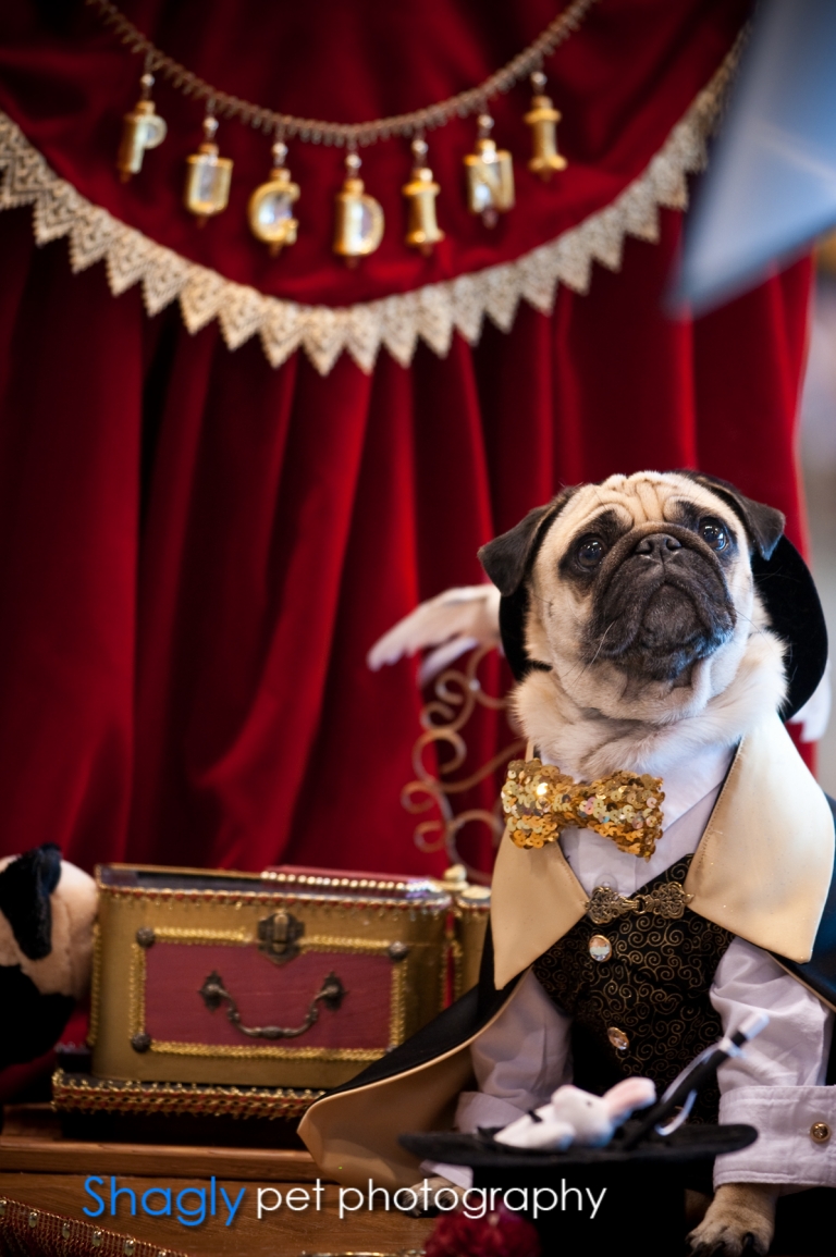 Shagly pet photography- PugOween -1