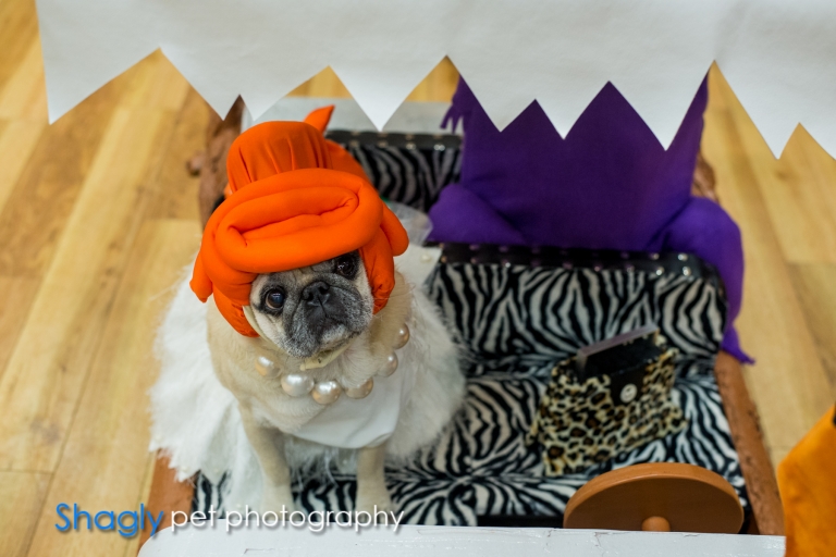 Shagly pet photography- PugOween -10