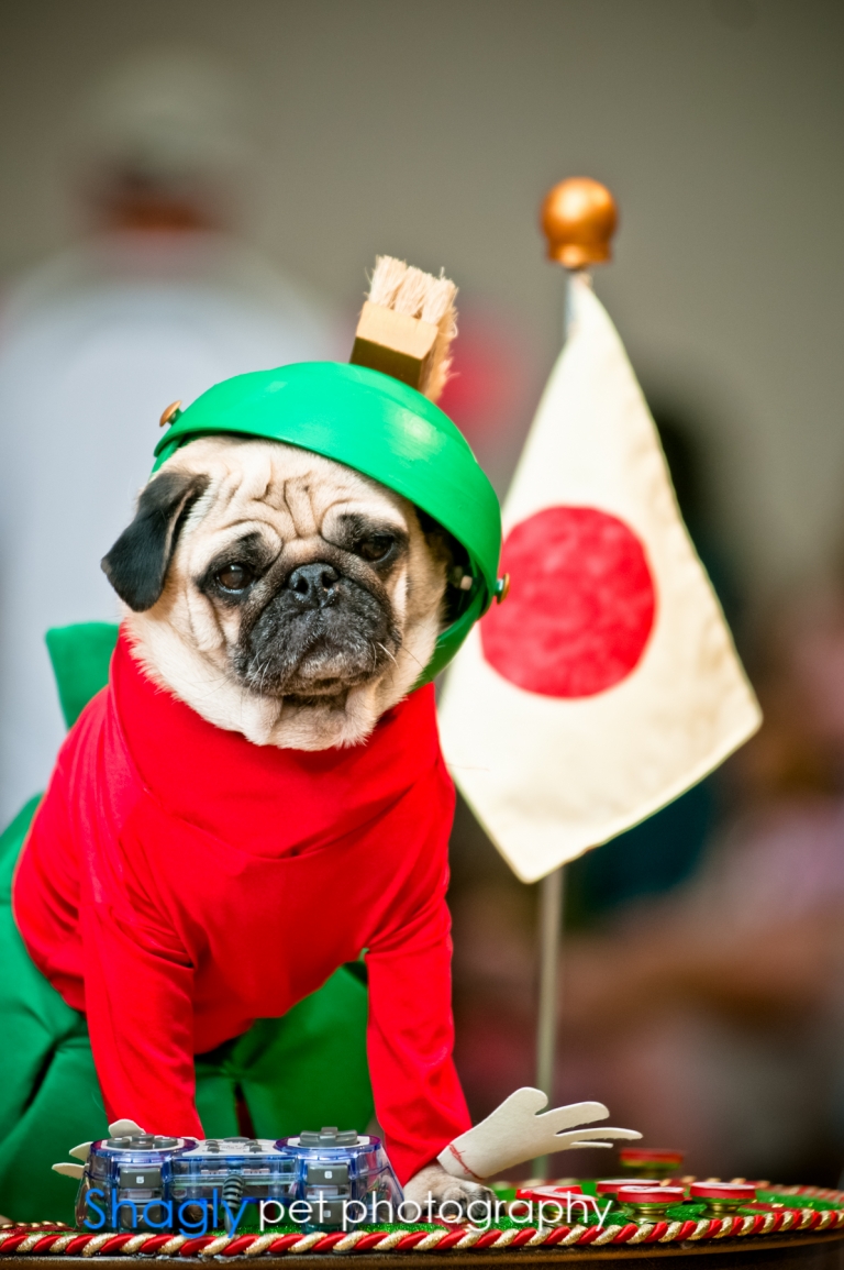 Shagly pet photography- PugOween -2