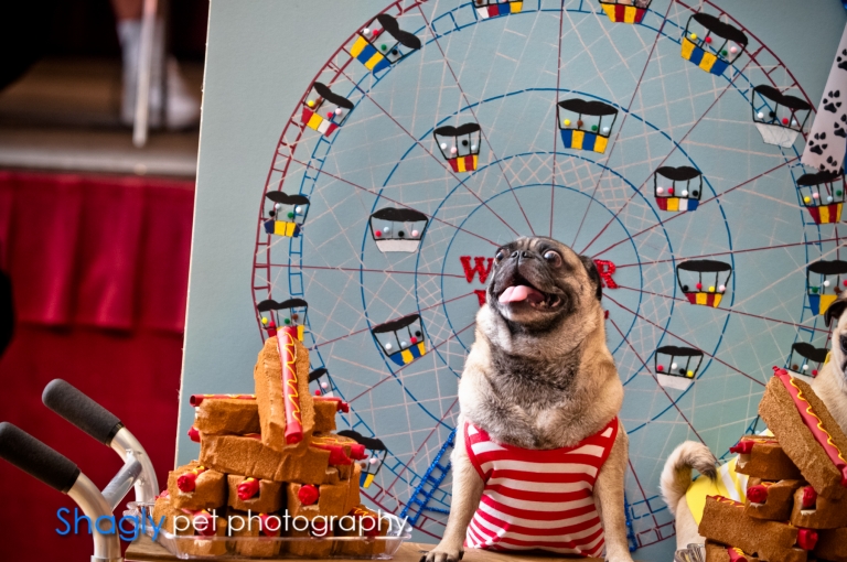 Shagly pet photography- PugOween -3