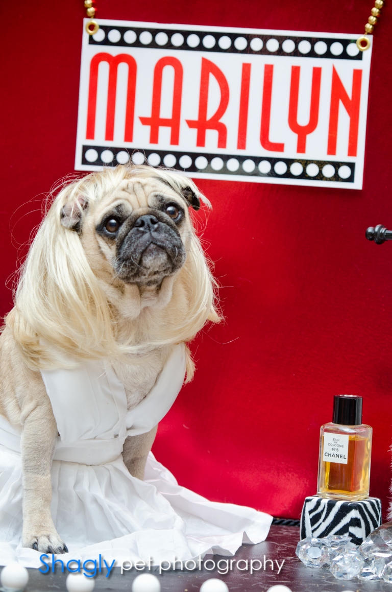 Shagly pet photography- PugOween -4