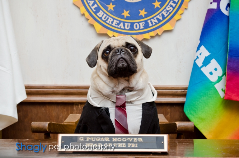 Shagly pet photography- PugOween -5