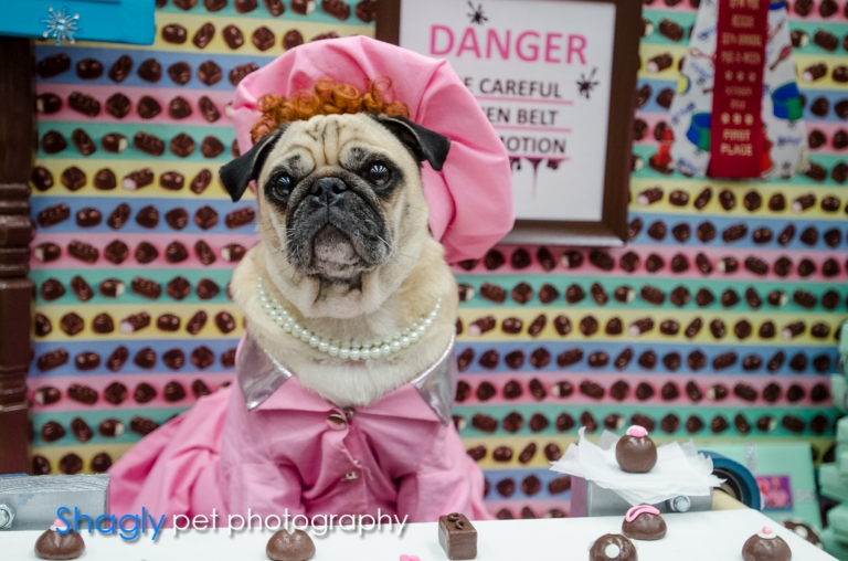Shagly pet photography- PugOween -6