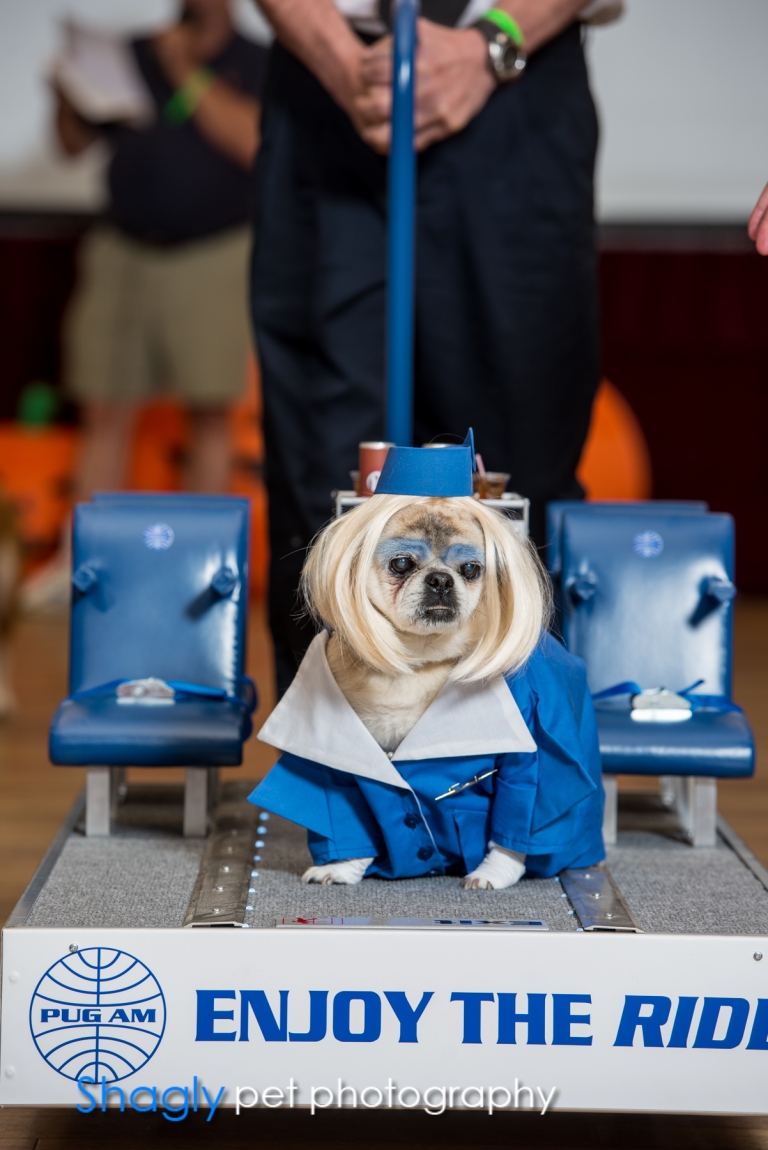 Shagly pet photography- PugOween -7