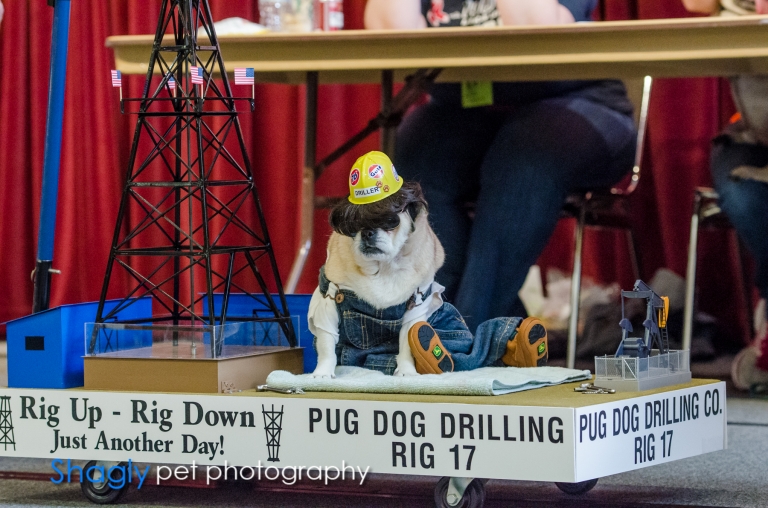 Shagly pet photography- PugOween -8